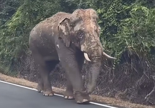 Kisah Haru Gajah Sulong, Berjuang Pulang ke Habitat Asal Meski Dalam Kondisi Terluka