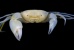 Nama Kepiting ini Terinspirasi dari film Harry Potter