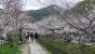 Menikmati Cantiknya Sakura di Philosopher's Jepang 