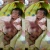 KASIHAN, Bayi Malang Ini Terlahir dengan Usus di Luar