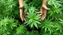 Ilmuwan Temukan Manfaat Positif dari Ganja. Berikut Penjelasannya