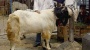 Kambing Kurban Termahal Ini Kisaran 7 Jutaan