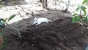 Sama Kayak Hachiko Kucing Ini Tak Mau Tinggalkan Makam Tuannya 