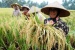 Nilai Tukar Petani Pada November 2017 Naik 0,28% Menjadi 103,07 
