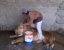 Video Viral, Pria Ini dengan Berani Menggosok-Gosok Tubuh Singa