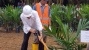 Hari Kedua Di Riau, Jokowi Melakukan Program Replanting Kelapa Sawit