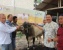 Menyambut Hari Raya Idul Adha, PLN Batam Salurkan Hewan Kurban 