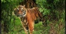 5 Orang Tewas Diterkam Harimau Dalam Sebulan Ini