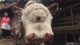 Anak Sapi yang Miliki Dua Mulut dan Empat Mata Ini Tampak Seperti Monster