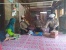 Terdampak Pandemi Virus Corona (Covid-19), Satlantas Polres Lingga Bagi Sembako