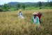 Petani Desa Bukit Langkap Panen Perdana Padi Tahun 2020