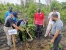 Jelang HUT PT Jasa Raharja Ke-60, 500 Pohon Ditanam di Hutan Lindung Batam