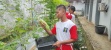 Anak Binaan LPKA Batam Panen Hasil Kebun dengan Antusias