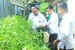 LPKA Kelas II Batam Panen Hasil Perkebunan Sayur Mayur
