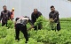 Lapas Batam Tunjukkan Komitmen dengan Kembali Panen 200 Kg Sayuran segar